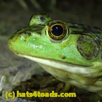 /home//u458753944/public_html/sourcegallery//Frogs/More bullfrogs/P6080135.JPG